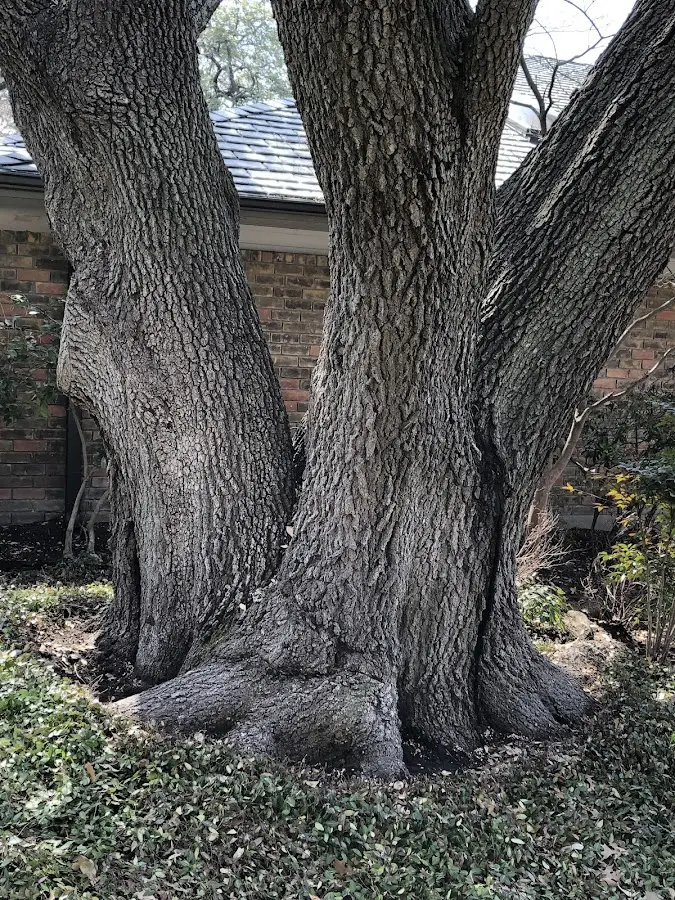 Mature heritage tree close to a Smithmill property cared for by certified arborists
